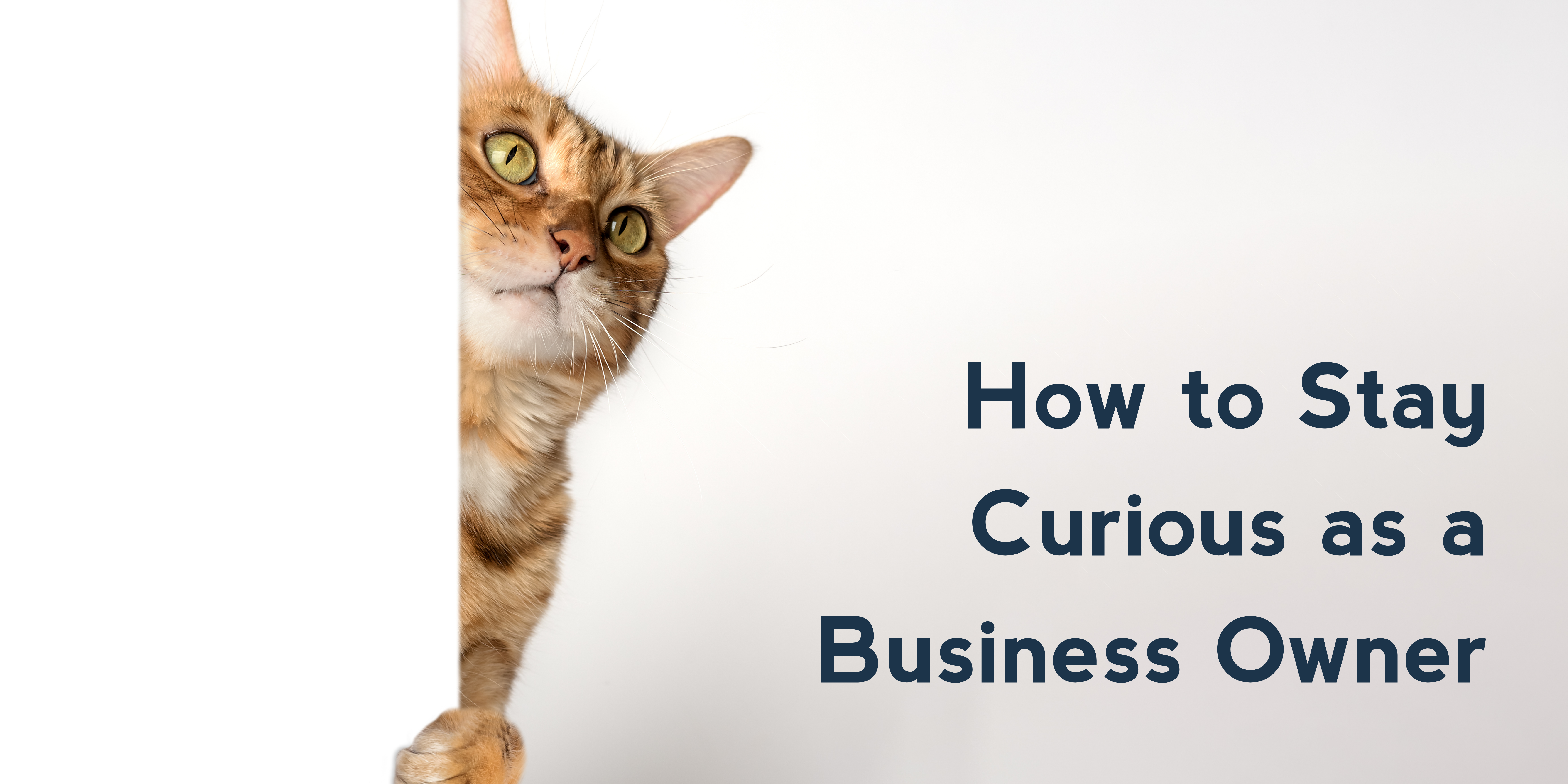 How to Stay Curious as a Business Owner